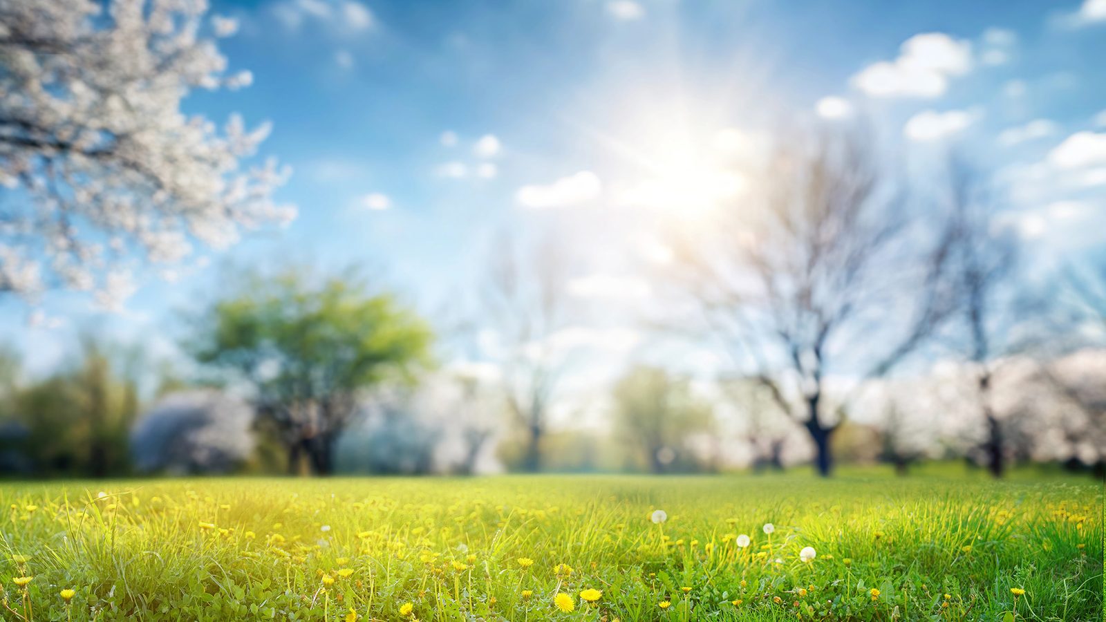 Spring Business Tips for Green Industry Professionals: SEO, Branding & More