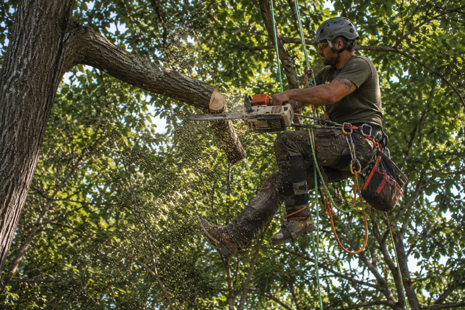 Arborist roped high in a tree cutting a limb with a chainsaw